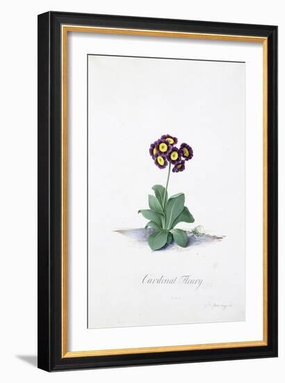 Botanical Illustration of a Primula: Cardinal Fleury-Georg Dionysius Ehret-Framed Giclee Print