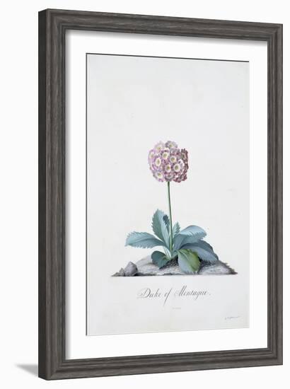 Botanical Illustration of a Primula: Duke of Monatague-Georg Dionysius Ehret-Framed Giclee Print