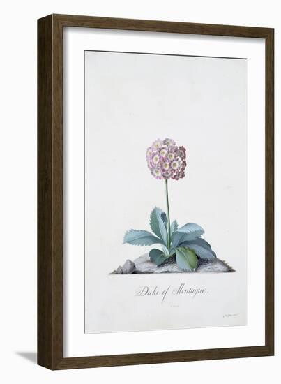 Botanical Illustration of a Primula: Duke of Monatague-Georg Dionysius Ehret-Framed Giclee Print