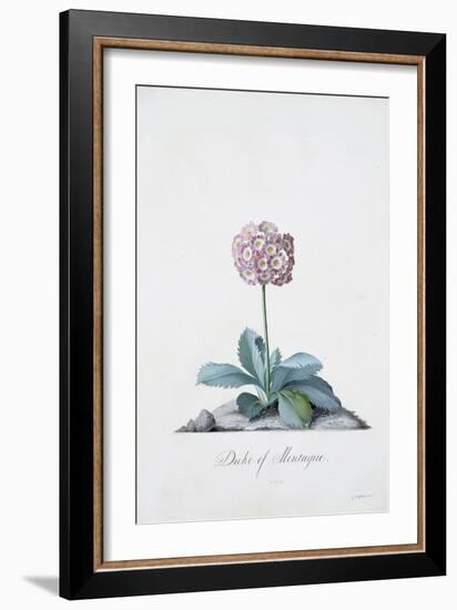 Botanical Illustration of a Primula: Duke of Monatague-Georg Dionysius Ehret-Framed Giclee Print