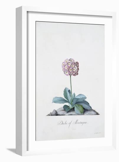 Botanical Illustration of a Primula: Duke of Monatague-Georg Dionysius Ehret-Framed Giclee Print