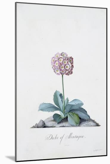 Botanical Illustration of a Primula: Duke of Monatague-Georg Dionysius Ehret-Mounted Giclee Print