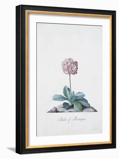 Botanical Illustration of a Primula: Duke of Monatague-Georg Dionysius Ehret-Framed Giclee Print