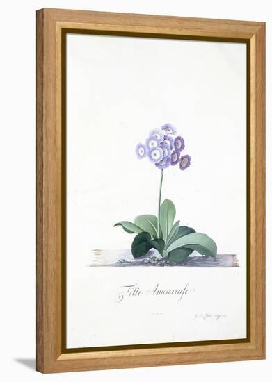 Botanical Illustration of a Primula: Fille Amoureuse-Georg Dionysius Ehret-Framed Premier Image Canvas