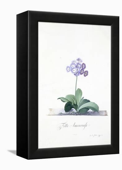 Botanical Illustration of a Primula: Fille Amoureuse-Georg Dionysius Ehret-Framed Premier Image Canvas