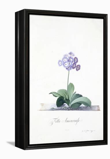 Botanical Illustration of a Primula: Fille Amoureuse-Georg Dionysius Ehret-Framed Premier Image Canvas