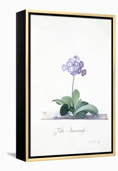 Botanical Illustration of a Primula: Fille Amoureuse-Georg Dionysius Ehret-Framed Premier Image Canvas