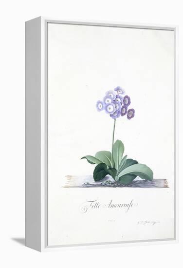 Botanical Illustration of a Primula: Fille Amoureuse-Georg Dionysius Ehret-Framed Premier Image Canvas