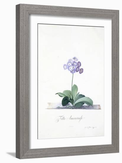 Botanical Illustration of a Primula: Fille Amoureuse-Georg Dionysius Ehret-Framed Giclee Print