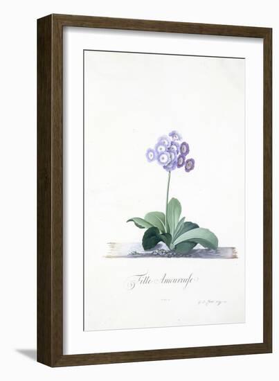 Botanical Illustration of a Primula: Fille Amoureuse-Georg Dionysius Ehret-Framed Giclee Print