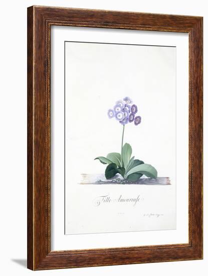 Botanical Illustration of a Primula: Fille Amoureuse-Georg Dionysius Ehret-Framed Giclee Print