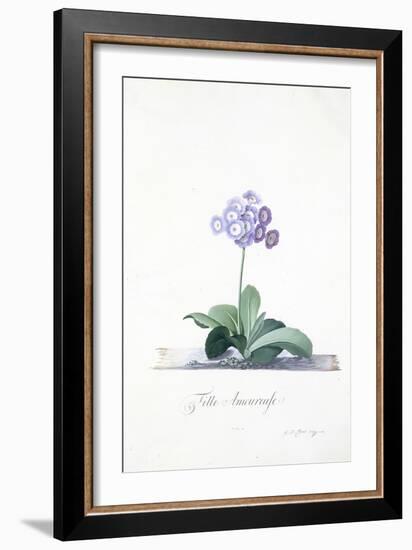 Botanical Illustration of a Primula: Fille Amoureuse-Georg Dionysius Ehret-Framed Giclee Print