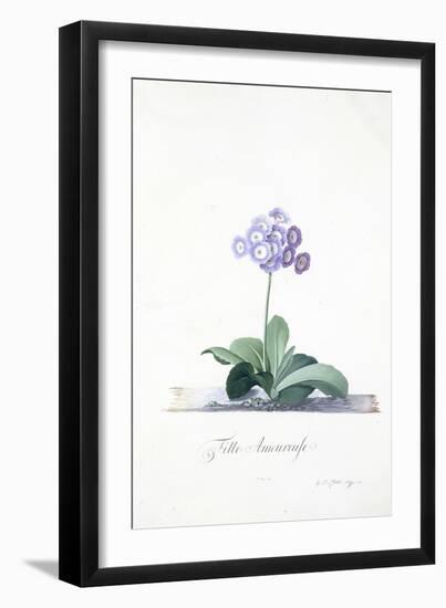 Botanical Illustration of a Primula: Fille Amoureuse-Georg Dionysius Ehret-Framed Giclee Print