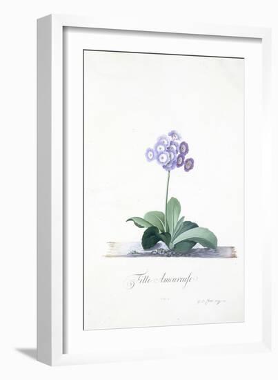 Botanical Illustration of a Primula: Fille Amoureuse-Georg Dionysius Ehret-Framed Giclee Print