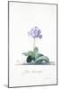 Botanical Illustration of a Primula: Fille Amoureuse-Georg Dionysius Ehret-Mounted Giclee Print