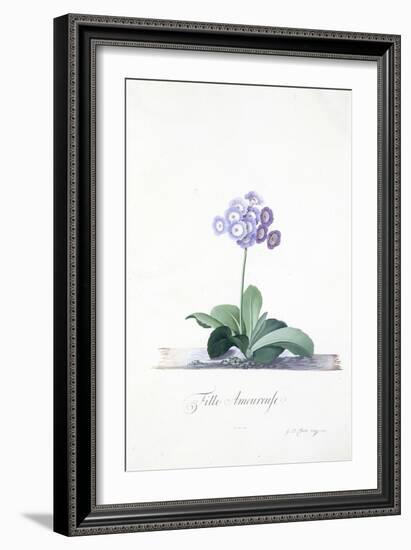 Botanical Illustration of a Primula: Fille Amoureuse-Georg Dionysius Ehret-Framed Giclee Print