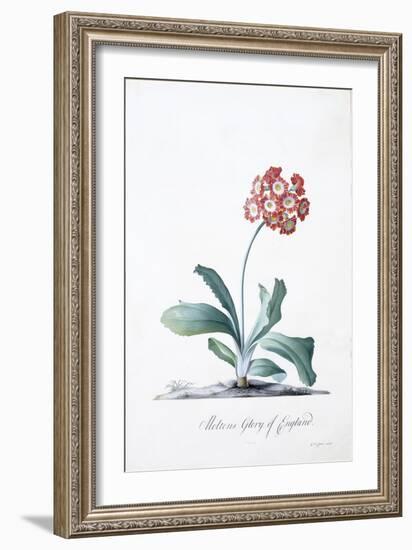 Botanical Illustration of a Primula-Georg Dionysius Ehret-Framed Giclee Print