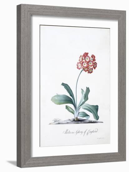 Botanical Illustration of a Primula-Georg Dionysius Ehret-Framed Giclee Print