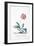 Botanical Illustration of a Primula-Georg Dionysius Ehret-Framed Giclee Print