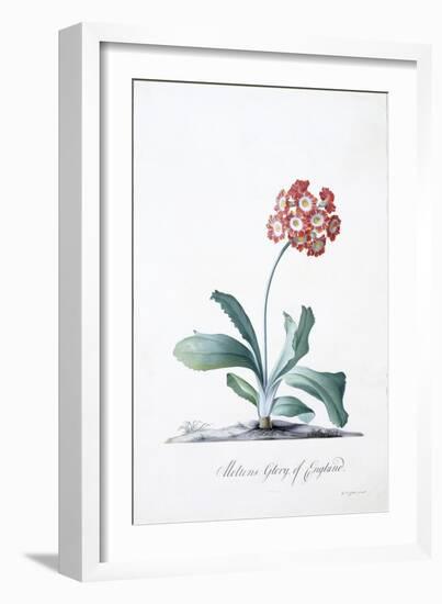 Botanical Illustration of a Primula-Georg Dionysius Ehret-Framed Giclee Print