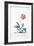 Botanical Illustration of a Primula-Georg Dionysius Ehret-Framed Giclee Print