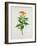 Botanical Illustration of a Red Flowering Plant-null-Framed Giclee Print