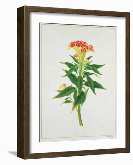 Botanical Illustration of a Red Flowering Plant-null-Framed Giclee Print