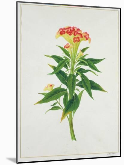 Botanical Illustration of a Red Flowering Plant-null-Mounted Giclee Print