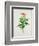 Botanical Illustration of a Red Flowering Plant-null-Framed Giclee Print