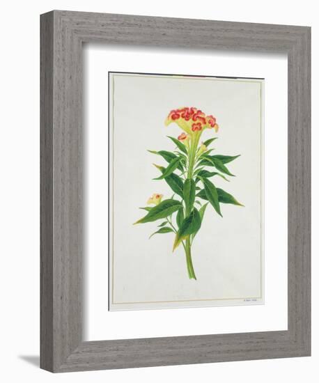 Botanical Illustration of a Red Flowering Plant-null-Framed Giclee Print