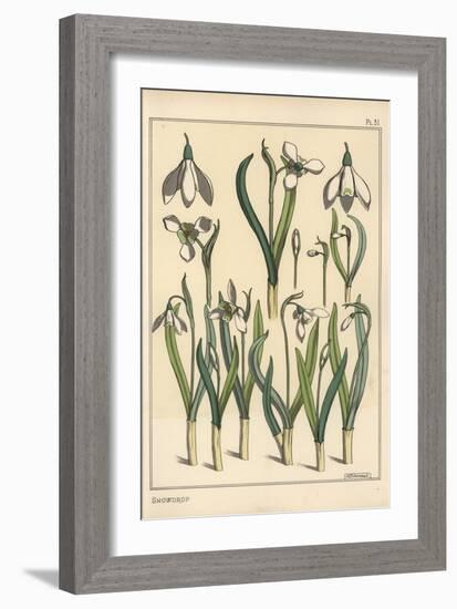 Botanical Illustration of a Snowdrop, Galanthus Nivalis, 1897 (Lithograph)-Eugene Grasset-Framed Giclee Print