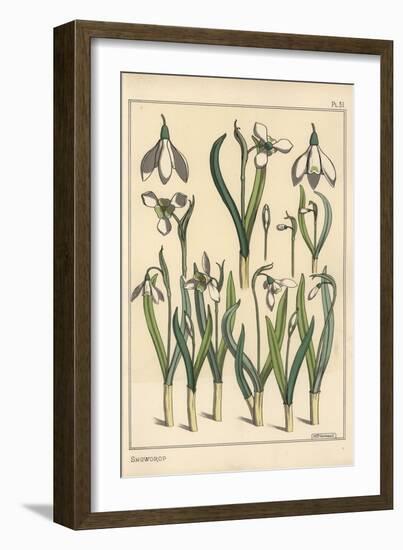 Botanical Illustration of a Snowdrop, Galanthus Nivalis, 1897 (Lithograph)-Eugene Grasset-Framed Giclee Print