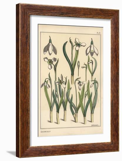 Botanical Illustration of a Snowdrop, Galanthus Nivalis, 1897 (Lithograph)-Eugene Grasset-Framed Giclee Print