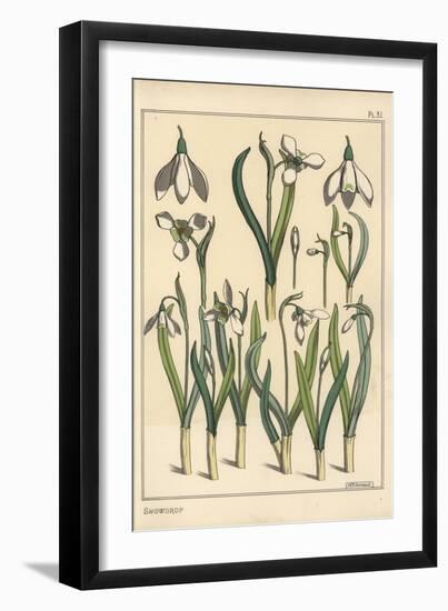 Botanical Illustration of a Snowdrop, Galanthus Nivalis, 1897 (Lithograph)-Eugene Grasset-Framed Giclee Print