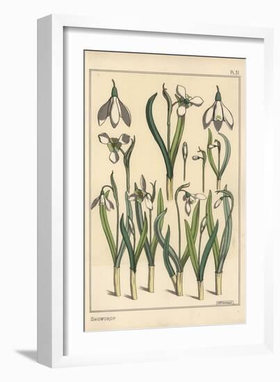 Botanical Illustration of a Snowdrop, Galanthus Nivalis, 1897 (Lithograph)-Eugene Grasset-Framed Giclee Print