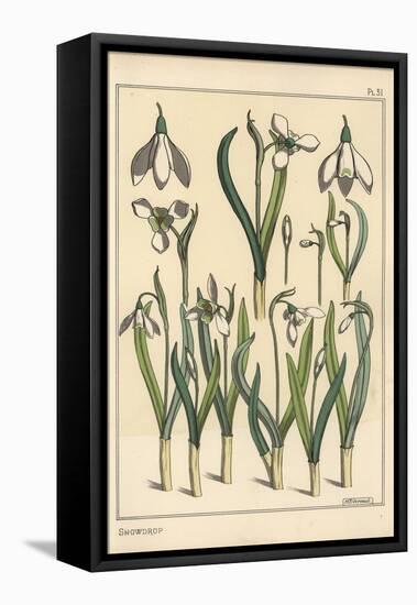 Botanical Illustration of a Snowdrop, Galanthus Nivalis, 1897 (Lithograph)-Eugene Grasset-Framed Premier Image Canvas