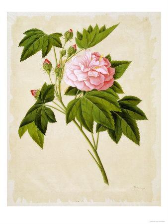 Botanical Illustration Of Cotton Rose Hibiscus Giclee Print Art Com