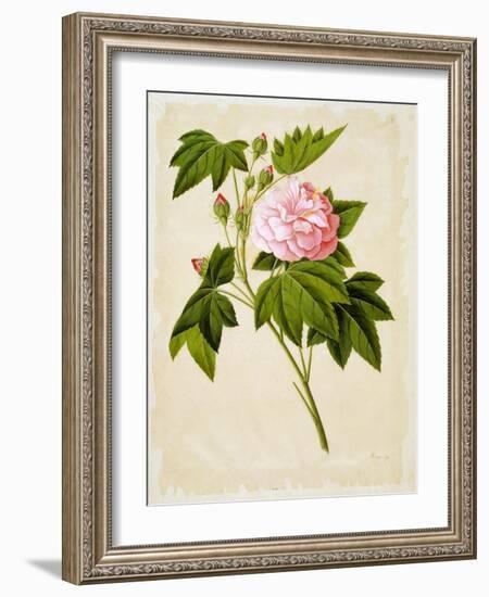 Botanical Illustration of Cotton Rose Hibiscus-null-Framed Giclee Print