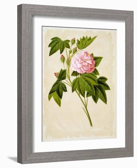 Botanical Illustration of Cotton Rose Hibiscus-null-Framed Giclee Print