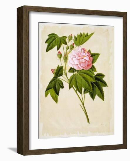 Botanical Illustration of Cotton Rose Hibiscus-null-Framed Giclee Print