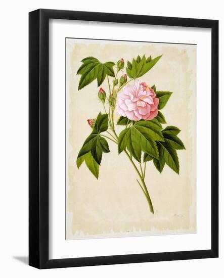 Botanical Illustration of Cotton Rose Hibiscus-null-Framed Giclee Print