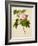 Botanical Illustration of Cotton Rose Hibiscus-null-Framed Giclee Print