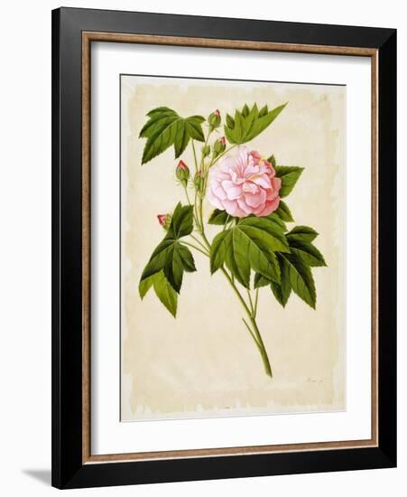 Botanical Illustration of Cotton Rose Hibiscus-null-Framed Giclee Print