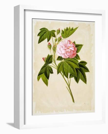 Botanical Illustration of Cotton Rose Hibiscus-null-Framed Giclee Print