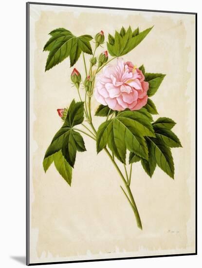 Botanical Illustration of Cotton Rose Hibiscus-null-Mounted Giclee Print