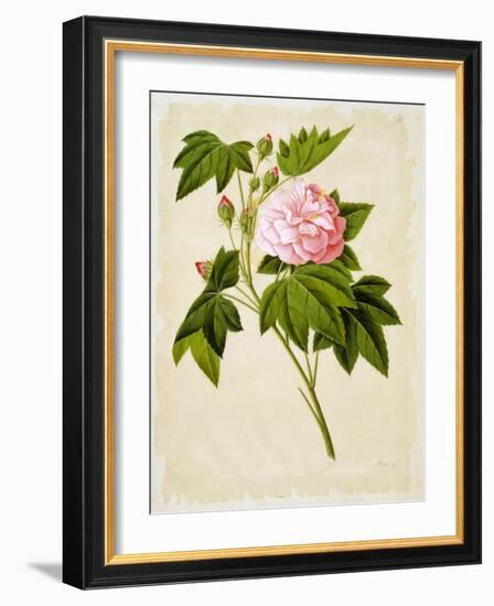 Botanical Illustration of Cotton Rose Hibiscus-null-Framed Giclee Print