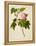 Botanical Illustration of Cotton Rose Hibiscus-null-Framed Premier Image Canvas