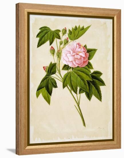 Botanical Illustration of Cotton Rose Hibiscus-null-Framed Premier Image Canvas