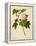 Botanical Illustration of Cotton Rose Hibiscus-null-Framed Premier Image Canvas