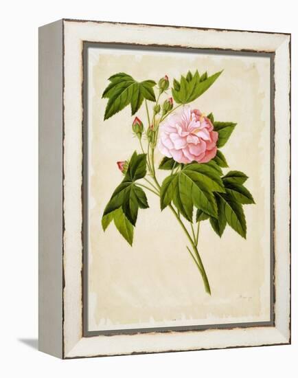 Botanical Illustration of Cotton Rose Hibiscus-null-Framed Premier Image Canvas